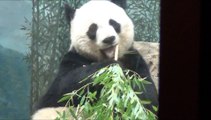 Giant Panda 'Mei Xiang' at the National Zoo in Washington DC, Maryland