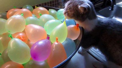 Munchkin Cat Pops Water Balloons