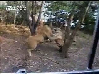 ASLAN VE KAPLAN KAVGASI 3.BÖLÜM