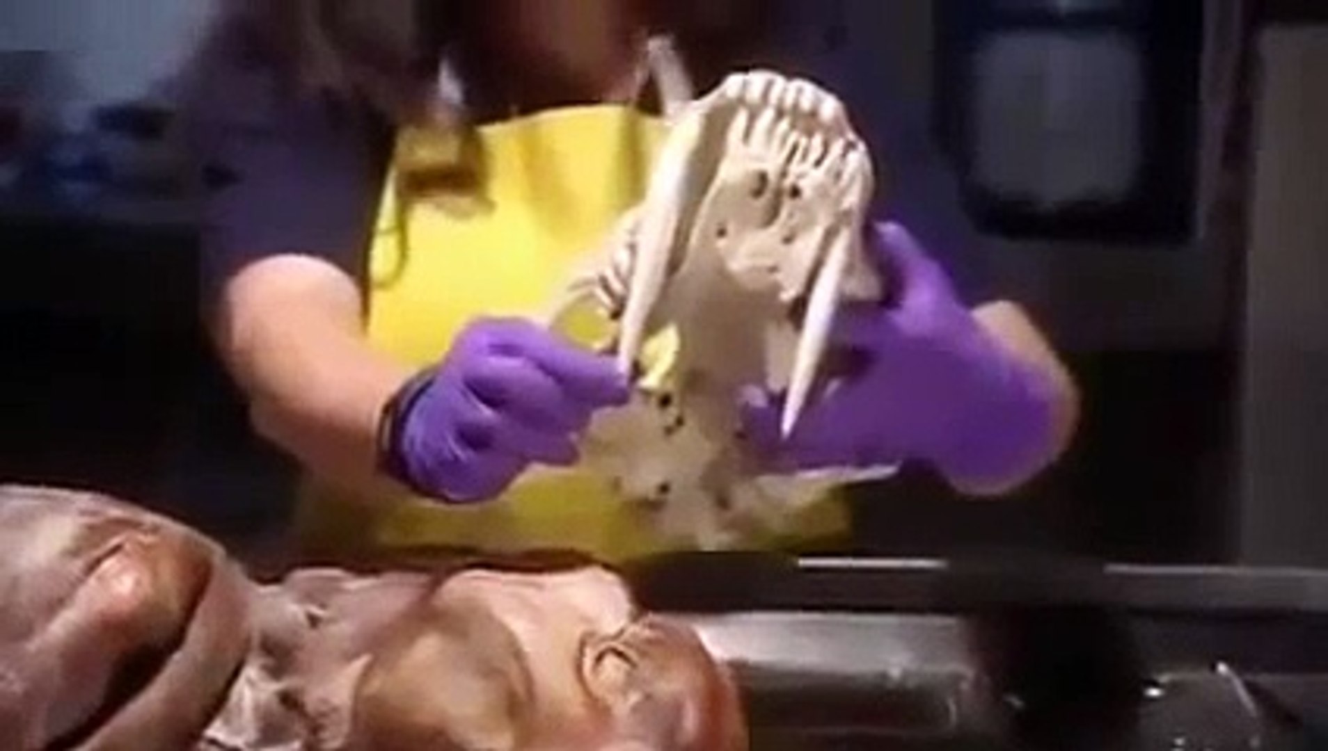 ⁣Extinction Smilodon, The Saber Toothed Tiger Nature & Animal Documentary