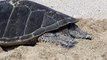 Hawaiian Green Sea Turtle heading back to the ocean after snoozing on the warm sandy beach