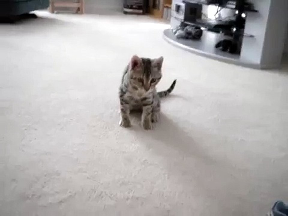 Simba vs. Laser Pointer 2
