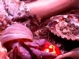 Molting Hermit Crabs