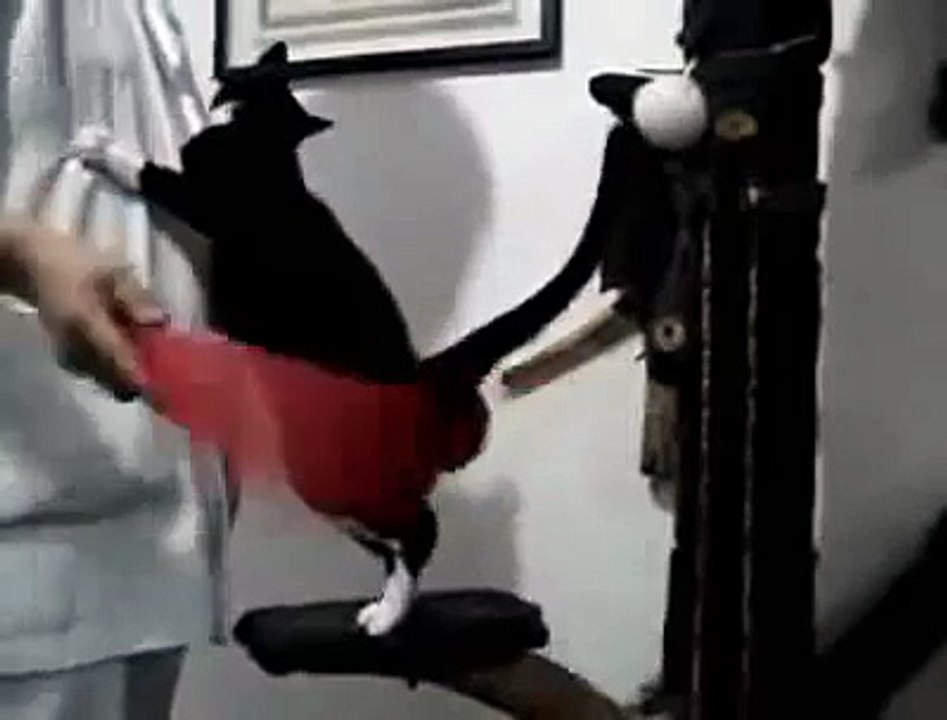 spanking the cat