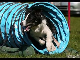 Border Collies