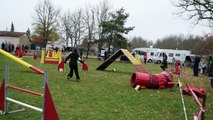 Heaven Border Collie Premier Concours d'Agility