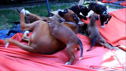 Les mini Steppois à 41 jours, 2015-07-13 (IOWA du RANCH de la RIVIERE ESPERANCE X GIOTTO du DOLON / Portée des "L" 2015)