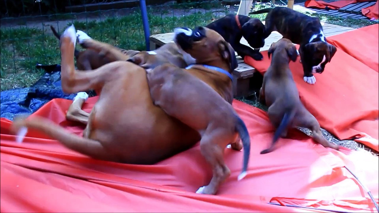 Les mini Steppois à 41 jours, 2015-07-13 (IOWA du RANCH de la RIVIERE ESPERANCE X GIOTTO du DOLON / Portée des "L" 2015)