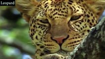 Der Leopard - Der lautlose Jäger