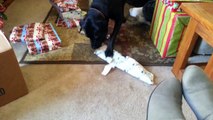 How Animals Open Presents - Labrottie Dog - Pets - Jendi's Journal