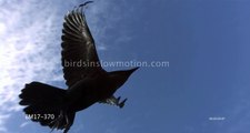 Raven Slow Motion Flight shot on Phantom HD Gold - 3 shots