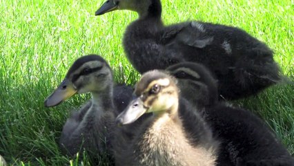 Hatching Duckling(s?)!!