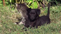 Zusammenführung von Hund und Katze