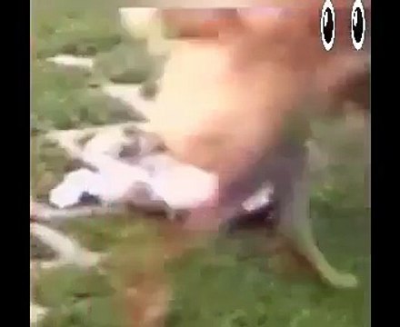 nhung thang choi ngu nhat the gioi 2915 (Funny Animal Video Clips)