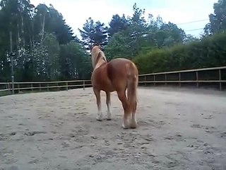 My horse sees a ghost...