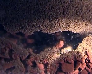 Large Lasius niger colony #4