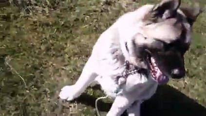 Akita training with RC collar ( training collar)