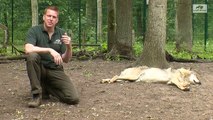 Was passiert, wenn eines der Leittiere der Wölfe stirbt? Wolf Paarung Inzest Nachkommen Wolfcenter