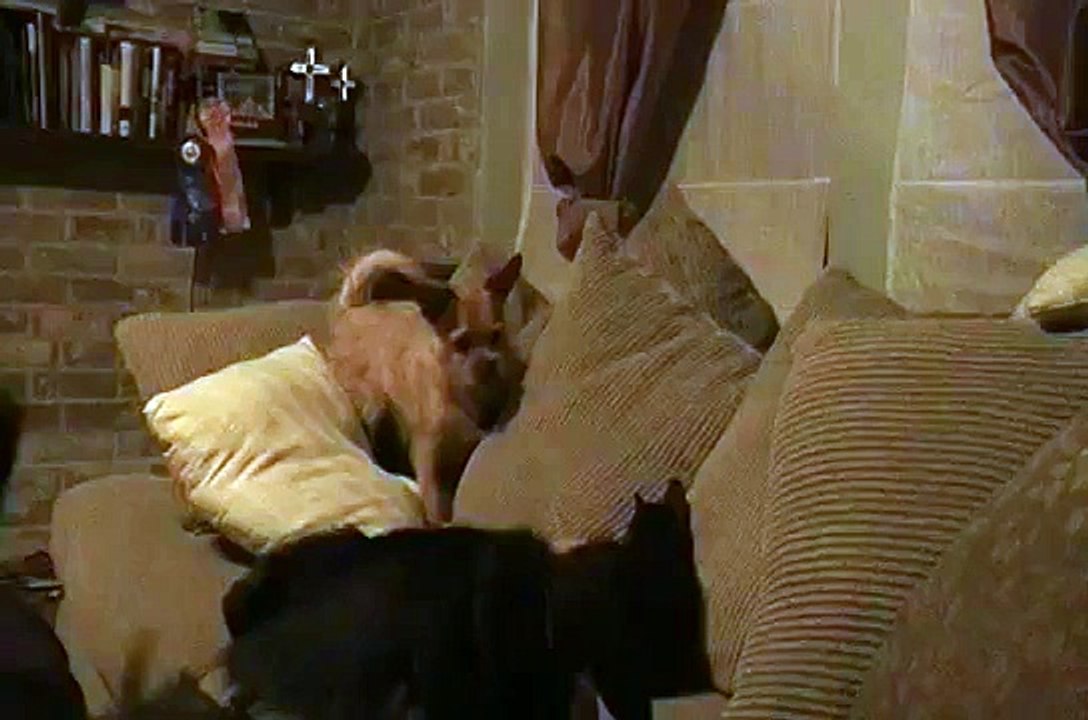 Evil Ninja Kitty vs Peach