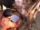 Buffalo Dairy Farm ,Lahore,Pakistan