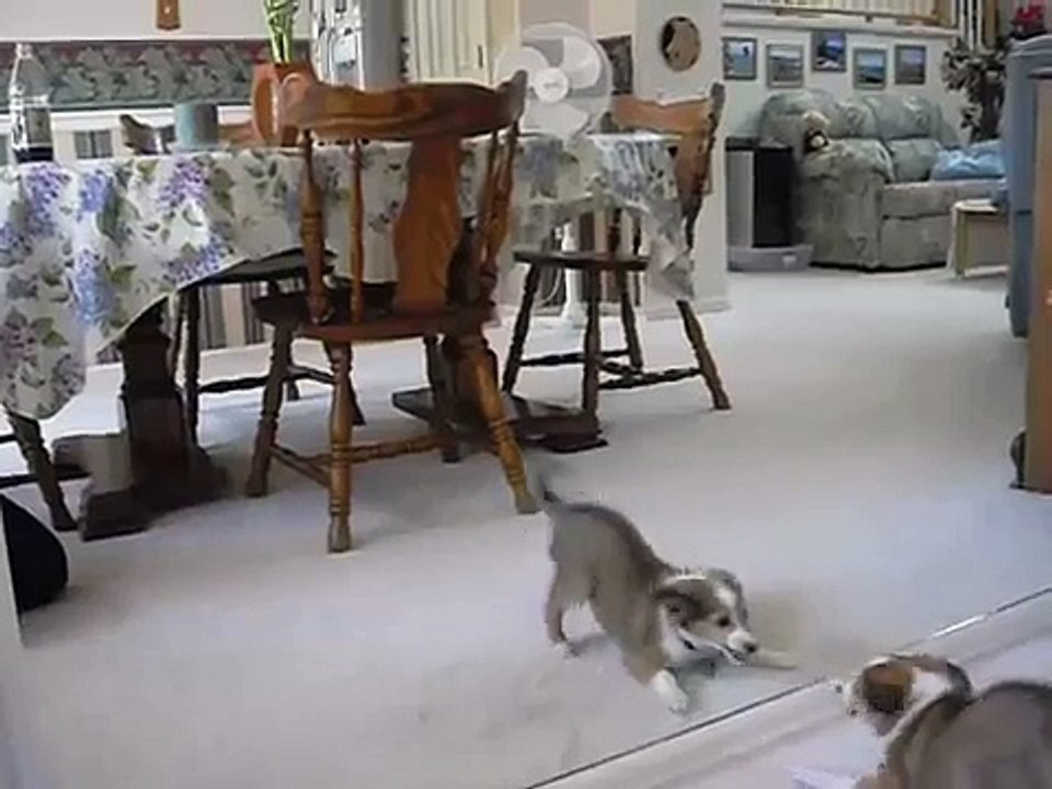 Silly Smokey Sheltie
