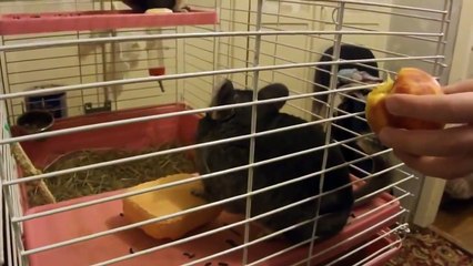 Funny Animals Videos: Funny Hamster