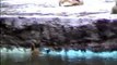 Ducklings jumping up and down waterfall