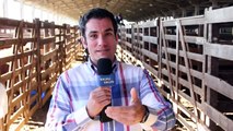 Série Especial: Expointer ( Raças bovinas produtoras de carne ) - Programa Valeu Vallée