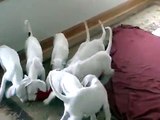 Dogo Argentino puppies Hunting in pack 2 002