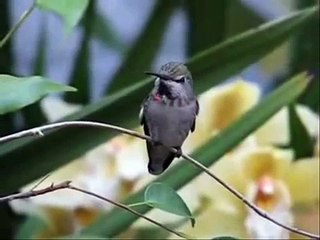 Jon and Vangelis - Bird Song