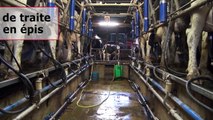 Les différents systèmes de traite (des vaches laitières)