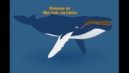 Groupe actif  de baleines à bosse à la Désirade, Guadeloupe