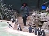 London Zoo: Zoo keeper taps penguin into pool