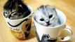 Cutest Cat video! Best Cat Pictures! Funny Cute kittens! Funny animals set to music!