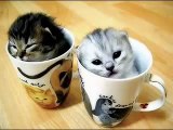 Cutest Cat video! Best Cat Pictures! Funny Cute kittens! Funny animals set to music!