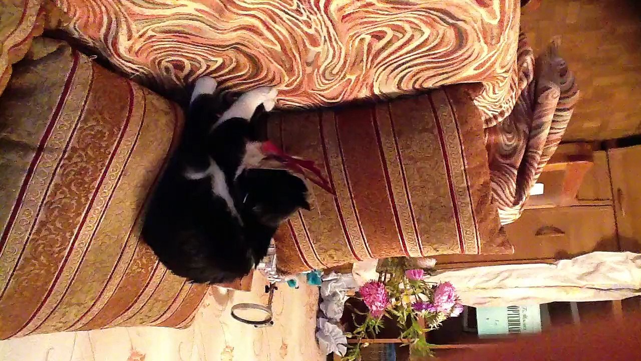 Cat is dancing