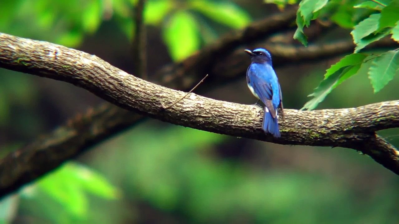 野鳥　オオルリ　さえずり　TSN-884 TSN-VA3 Xacti DMX-HD1010