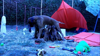 Les mini Steppois à 42 jours, 2015-07-14 (IOWA du RANCH de la RIVIERE ESPERANCE X GIOTTO du DOLON / Portée des "L" 2015)