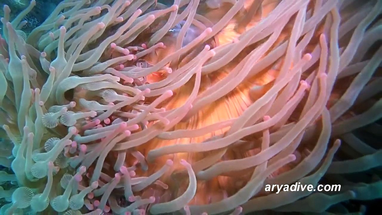 말미잘공생새우2(Periclimenes ornatus 미기록종)~ Ornate anemone shrimp, Anemone shrimp