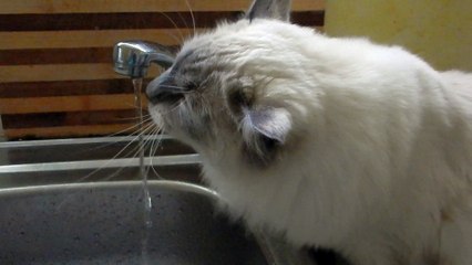 JOE, ragdoll boit au robinet