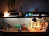 Growing up Bearded dragon. Jai`lin and her reptiles.