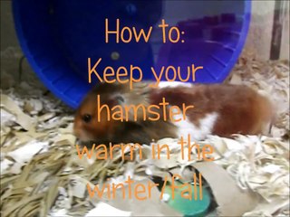 How to keep your hamster warm in the winter/fall | NH