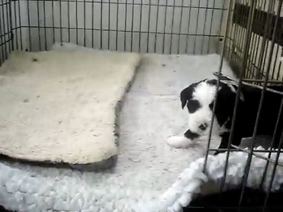 Ivyglenn Tibetan Terriers ...Blair & Trysta!