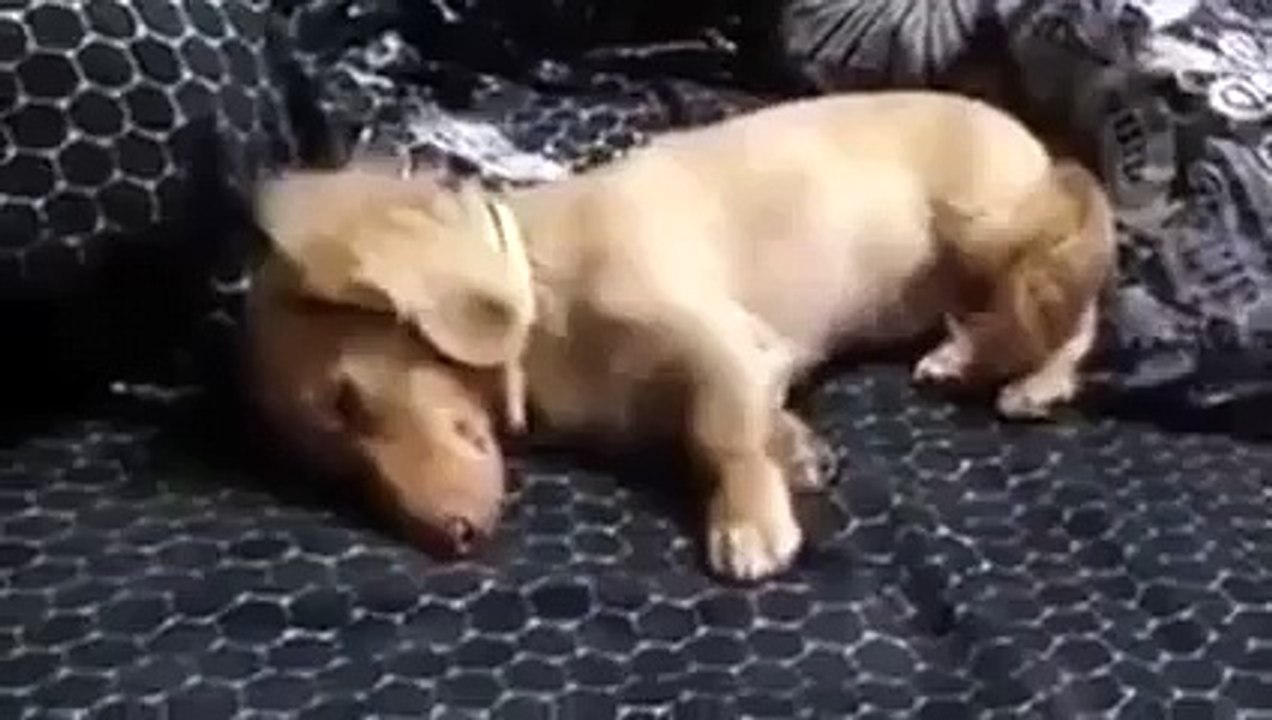 Funny Videos Scratching Dog in Sleep 2015