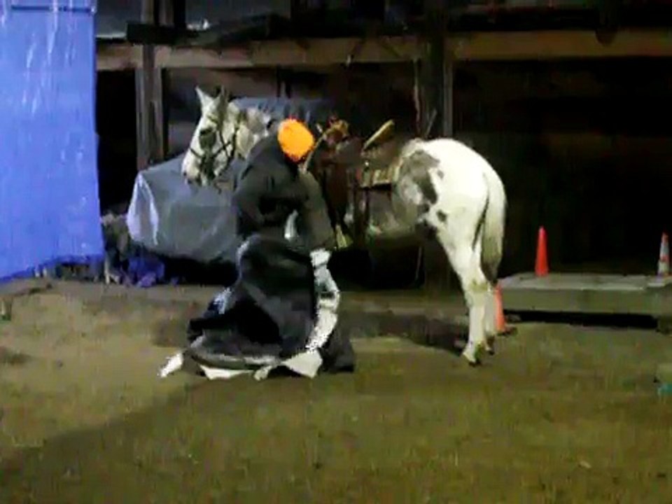 Mule for sale, Big, Beautiful, Loud colored mule for sale.AVI