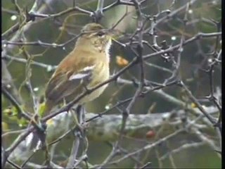 Birds! Birds! Birds! 12
