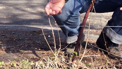 How to prune blackberries