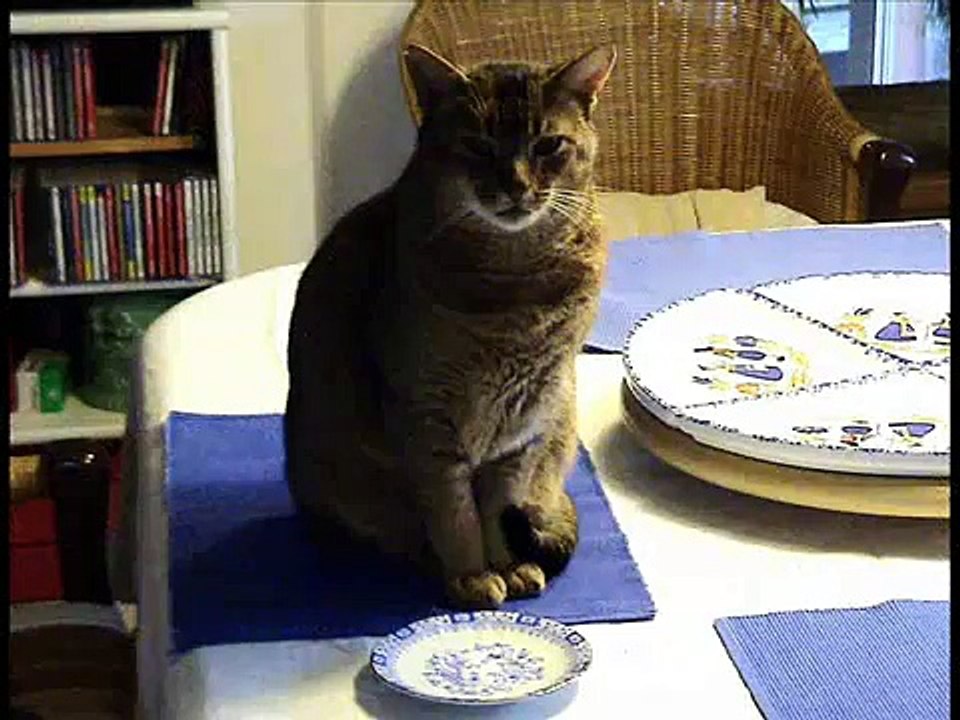 Oh Tannenbaum! - Hunde und Katzen "singen" den Weihnachtsklassiker