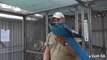 Adelaide Zoo Blue and Gold Macaw Needs a Name