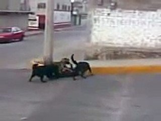 Pelea de perros